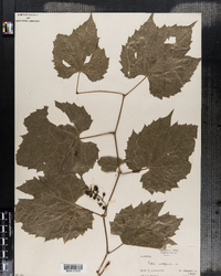 Vitis vulpina image