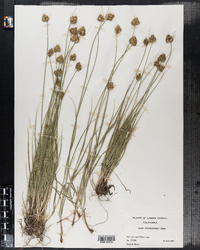 Image of Carex athrostachya
