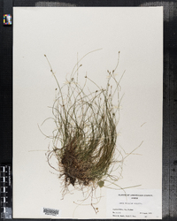 Carex leptalea image