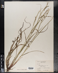 Carex debilis image