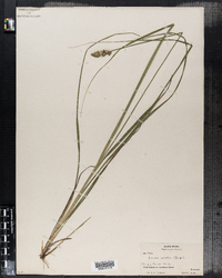 Carex arcta image