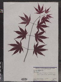 Acer palmatum image