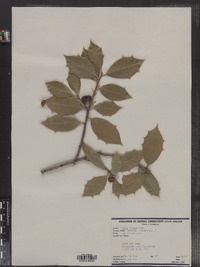 Ilex opaca image