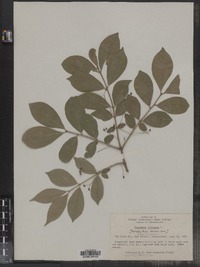 Euonymus europaeus image