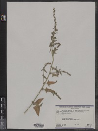 Atriplex prostrata image