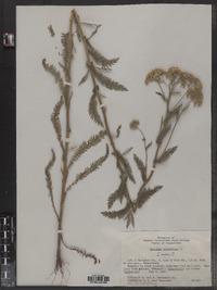 Achillea millefolium image