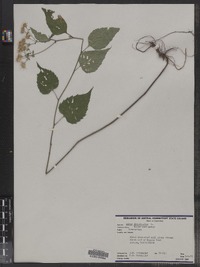 Eurybia divaricata image