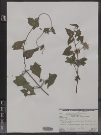 Mikania scandens image