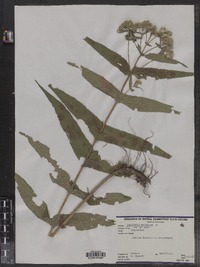 Eupatoriadelphus maculatus var. maculatus image