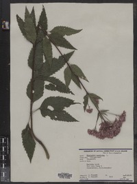 Eupatoriadelphus maculatus var. maculatus image