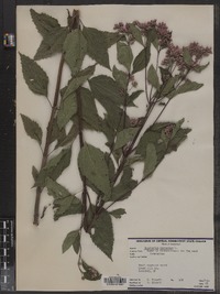 Eupatorium purpureum image