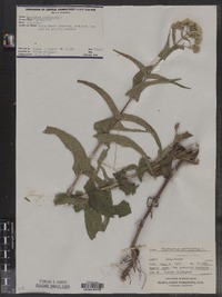 Eupatorium perfoliatum image