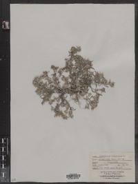 Gnaphalium uliginosum image