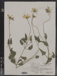 Image of Heliopsis parvifolia