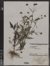 Bidens frondosa image