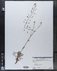 Capsella bursa-pastoris image