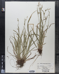 Image of Carex gracilescens