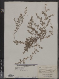 Chamaesyce maculata image