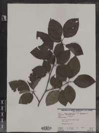 Fagus sylvatica image