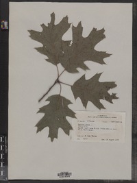 Quercus rubra image