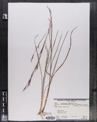 Schizachyrium scoparium var. scoparium image