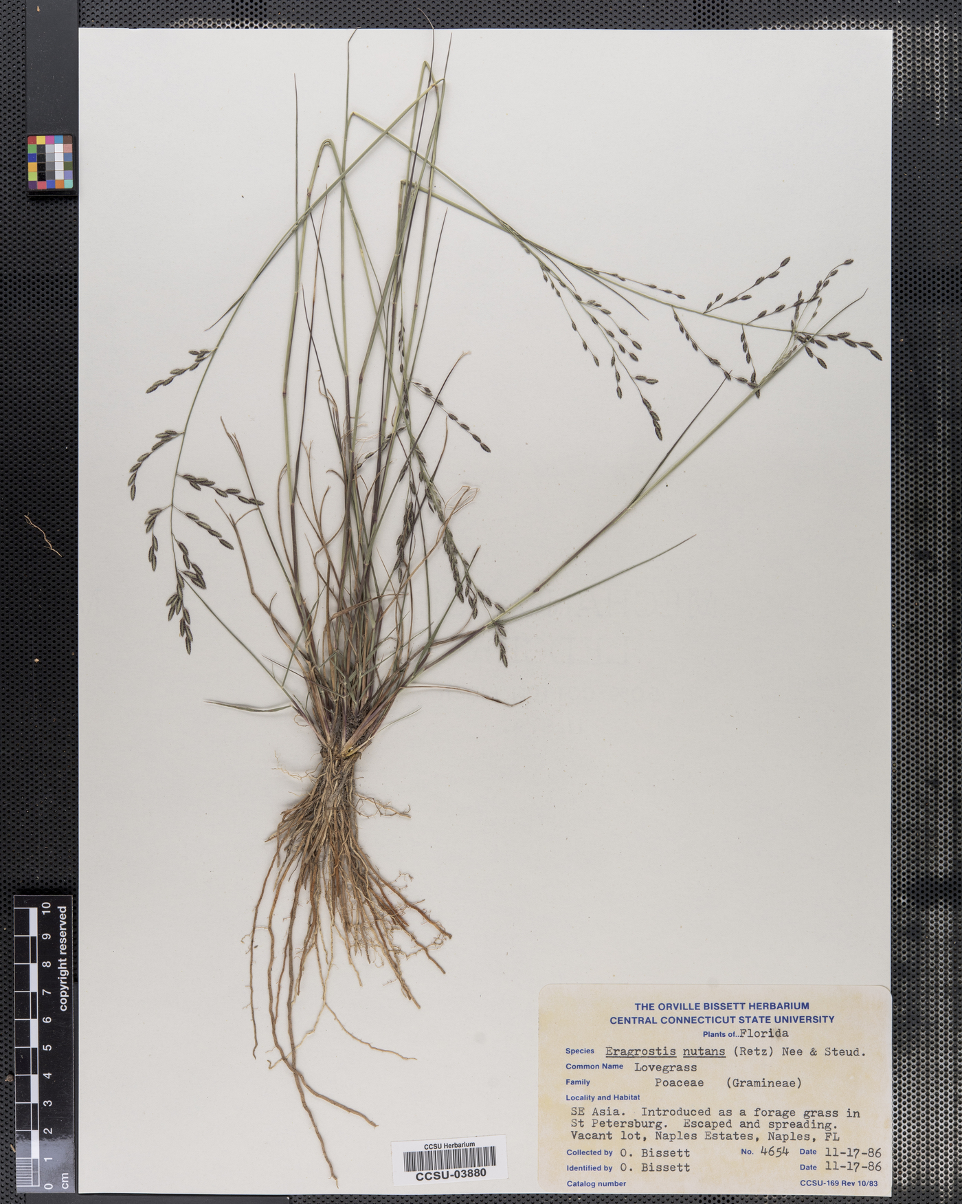 Eragrostis nutans image