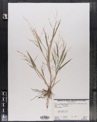 Panicum dichotomiflorum image