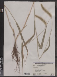 Setaria faberi image