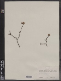 Fothergilla gardenii image