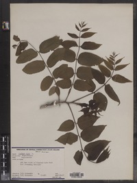 Juglans nigra image