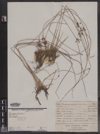 Juncus filiformis image