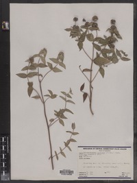 Pycnanthemum muticum image