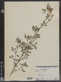 Melilotus officinalis image