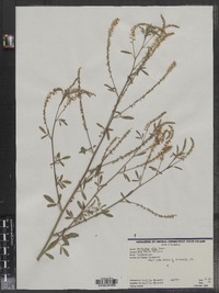 Melilotus officinalis image