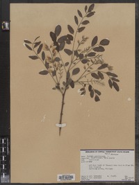 Robinia pseudoacacia image