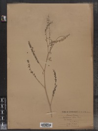 Melilotus officinalis image