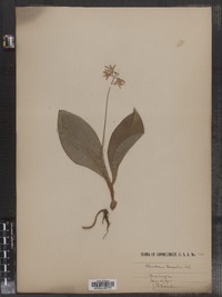 Clintonia borealis image