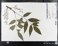 Fraxinus americana image