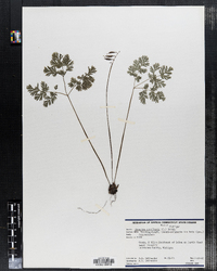 Dicentra cucullaria image