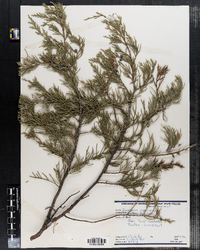 Juniperus virginiana image