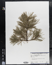 Pinus sylvestris image