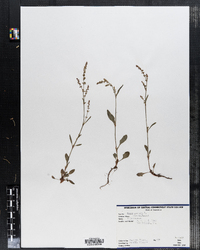 Rumex acetosa image