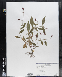 Polygonum cespitosum image