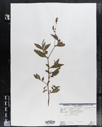 Polygonum cespitosum var. longisetum image