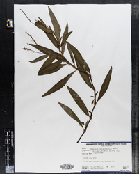 Polygonum hydropiperoides image