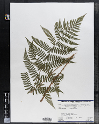 Dryopteris carthusiana image
