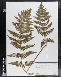 Dryopteris carthusiana image