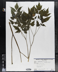 Actaea rubra image