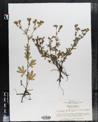 Potentilla argentea image