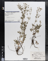 Potentilla argentea image